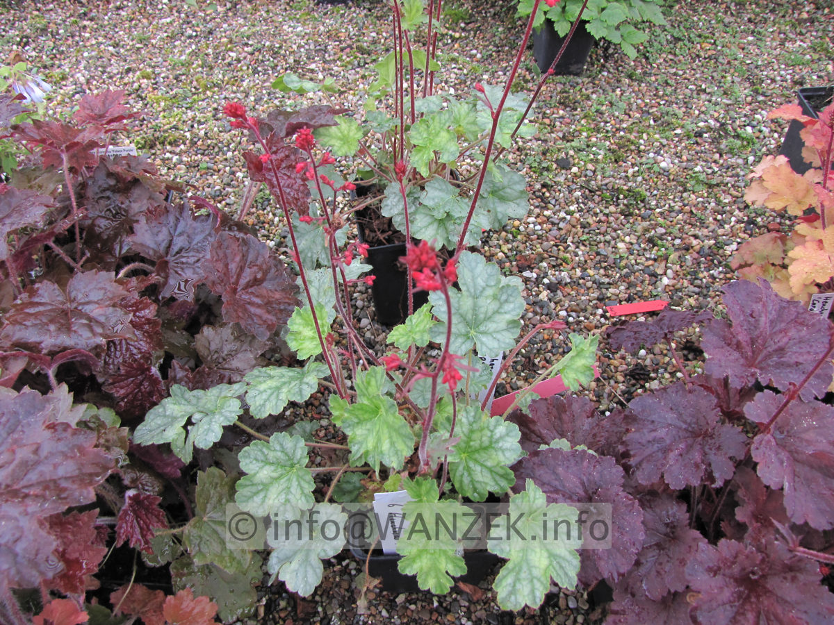 Heuchera pruhoniciana Lipstick.JPG